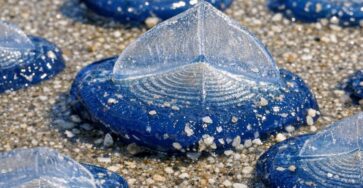 Found thousands of these translucent blue, plastic-looking ovals washed up on the beach today. They have a stiff fin on top and blue jelly underneath. Are they dangerous?