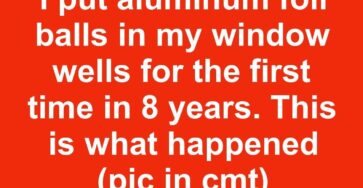 I put aluminum foil balls in my window wells for the first time in 8 years. This is what happened
