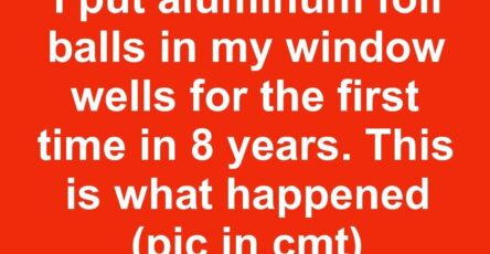 I put aluminum foil balls in my window wells for the first time in 8 years. This is what happened